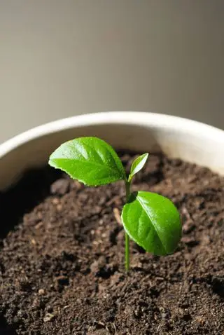 plántula de limón en el suelo