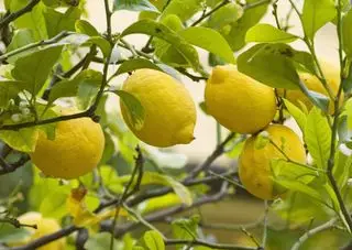 fruta de limón en el árbol