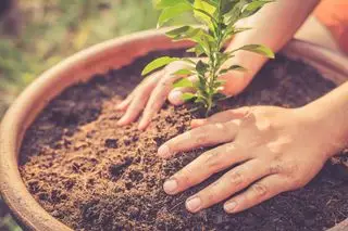Plántula de limón plantada en el suelo.