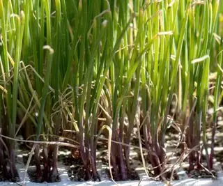 Un plateau de plants d'oignons prêts à être transplantés