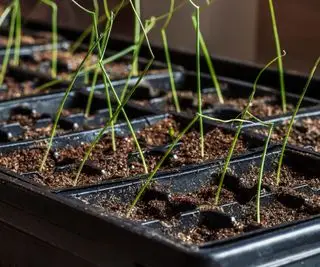 Un plateau de plants d'oignons prêts à être repiqués