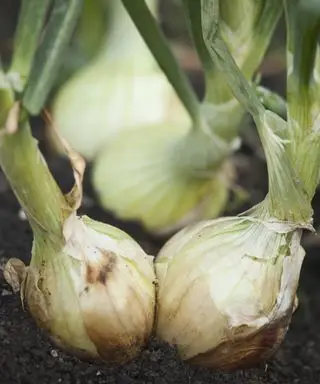 Une sélection d'oignons blancs poussant dans le jardin