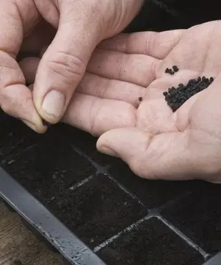 Quand transplanter des plants d’oignons – choisir le bon moment et la bonne méthode
