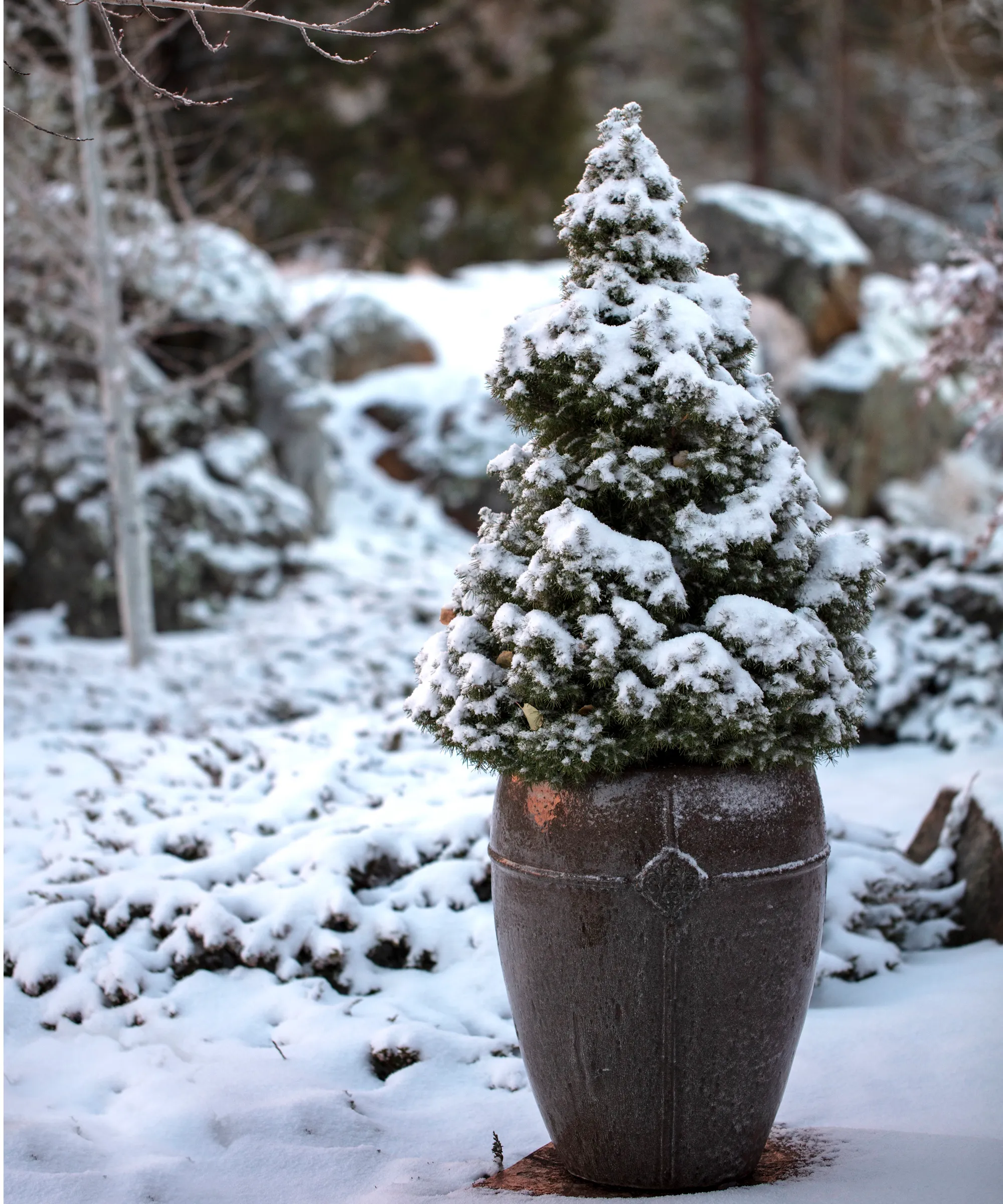 Zwerg-Alberta-Fichte' loading='lazy' title=