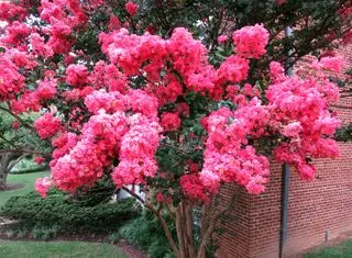 Kreppmyrte „Tuscarora“ (Lagerstroemia indica)