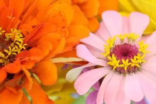 come coltivare le zinnie-andy-makely-unsplash