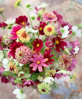 Collezione cosmo e zinnia di Sarah Raven