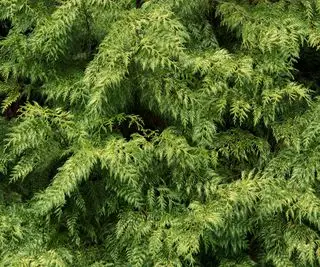 Thuja brettet