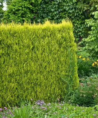 leyland cypress hekk