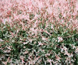 Salix integra