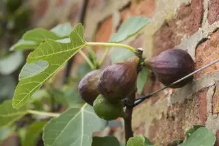 higuera creciendo pared de ladrillo con higos maduros