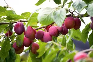 Cerca de ciruelas en ciruelo