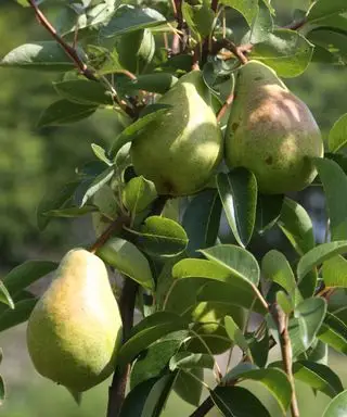 Peras que crecen en un árbol en un jardín.