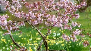 Cómo podar un cerezo en un jardín