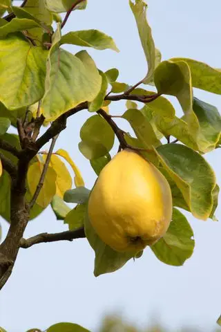 Cerca de membrillo en el árbol