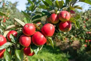 árbol de manzana