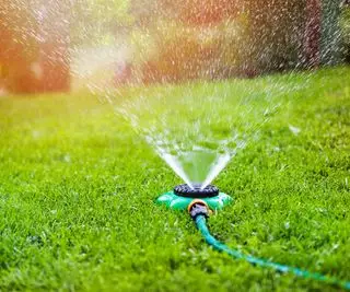 Combien de temps faut-il arroser une pelouse ? Conseils de pro sur les timings idéaux