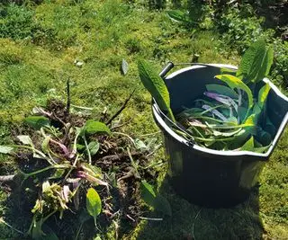 lave comfrey gødning i en spand
