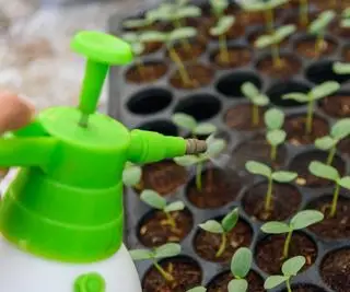 pulverizando mudas com spray verde