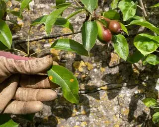 Como podar pereiras – para maximizar a produção de frutos