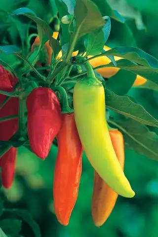 Ideas de huerta - pimientos