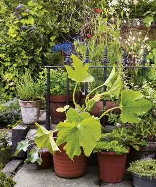 Verduras de huerta en macetas.