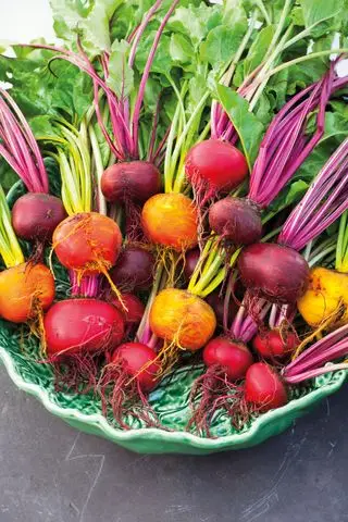 Ideas de huerta - rábanos