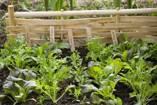 Ideas de huerta
