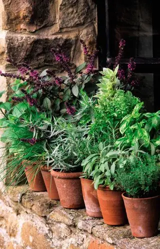 Ideas de huerta - hierbas