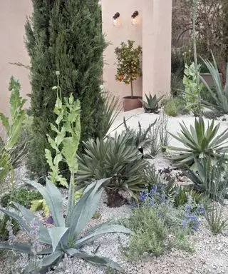 עיצוב שתילה עם סוקולנטים וחצץ