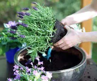 ラベンダーを鉢に植える