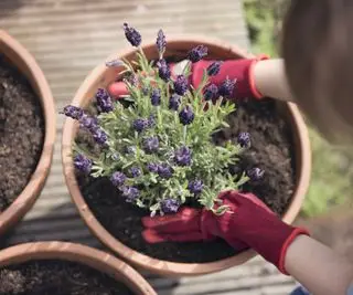 鉢に植えられたラベンダー