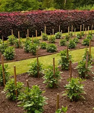 Plantas que crecen del suelo en un jardín.