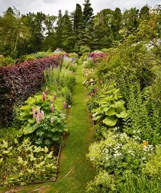 Parterres de flores y plantas. Bordes de altramuces, Inula, Campanula y reina de los prados.