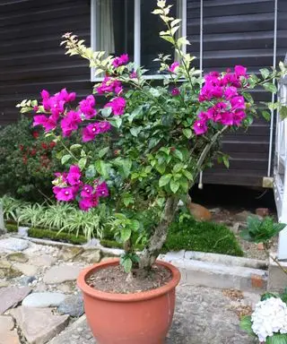 Buganvílias rosa crescendo em uma panela