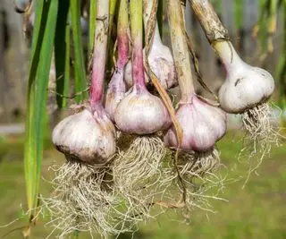Tipi di aglio da piantare in primavera: 6 delle migliori varietà da considerare