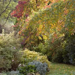 Couleurs automnales de Nyssa sylvatica et Liquidambar styraciflua dans le jardin