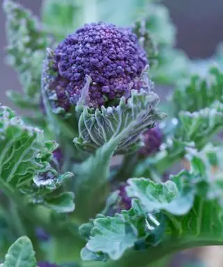 brocoli à germes violets