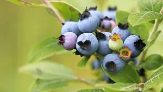 Comment faire pousser des myrtilles à partir de boutures ou de graines