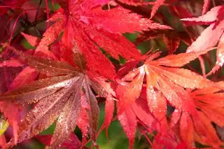 Feuilles rouges de l'érable japonais Empereur