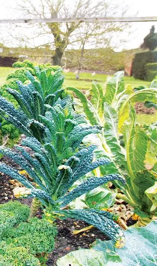 11月に何を植えるべきか - 今月育てるのに最適な野菜と花