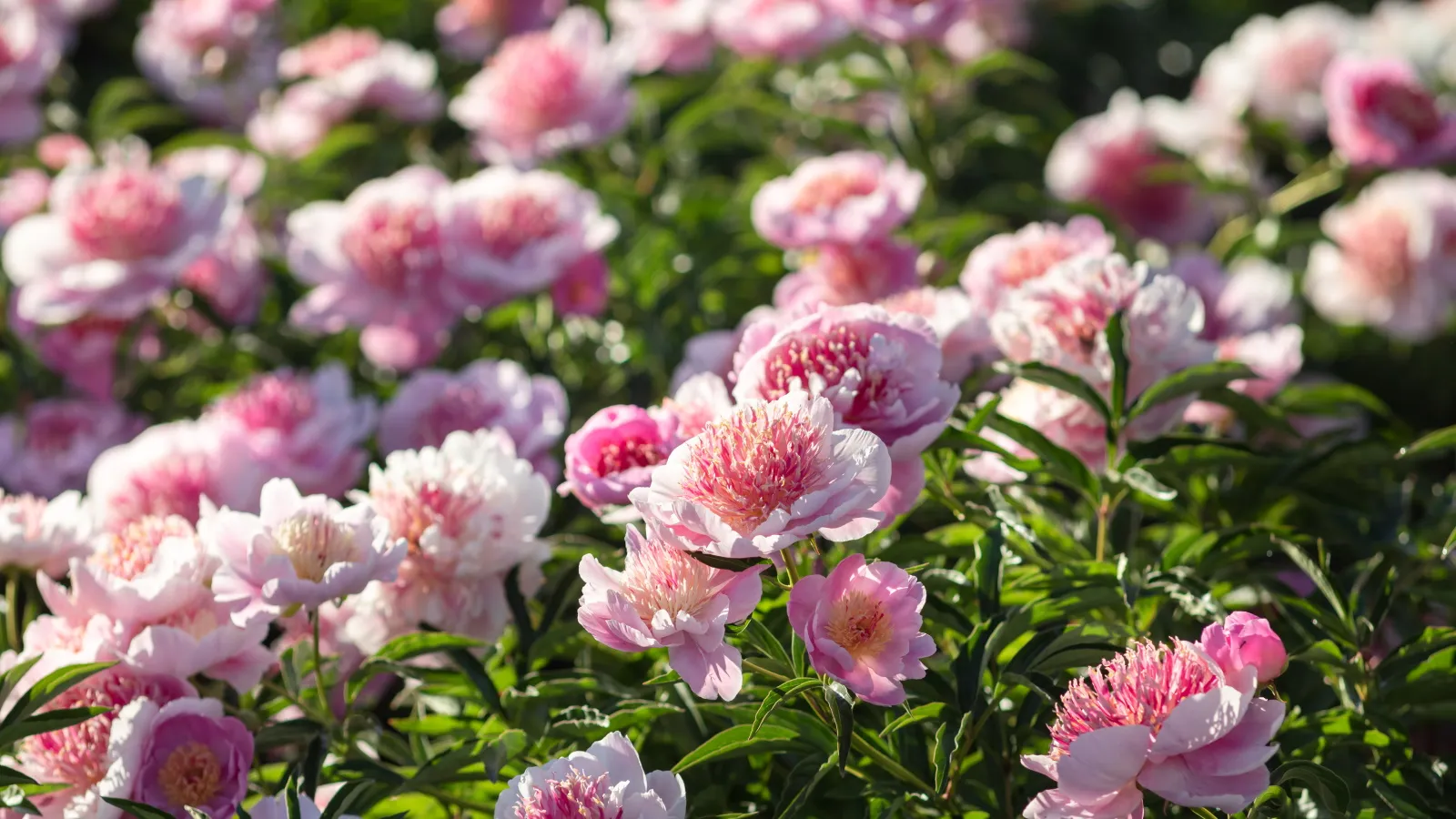 Rosa pioner masse i sollyset' loading='lazy' title=