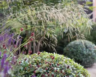 L'arte topiaria di Osmanthus x burkwoodii fornisce uno sfondo scuro per piantagioni estive più effimere e colorate
