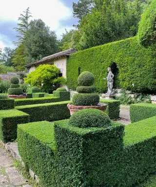 il buxus tagliato è stato utilizzato per i bordi di un parterre formale, circondato da siepi di tassi nei giardini di Ilford Manor