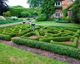 arbusti sempreverdi utilizzati per creare parterre