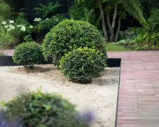 palle di scatola piantate in un'area di ghiaia nel giardino del cortile