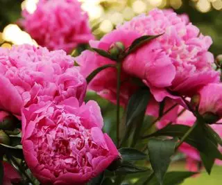 Wann sollten Pfingstrosen zurückgeschnitten werden – für eine schönere Blüte im nächsten Frühling?