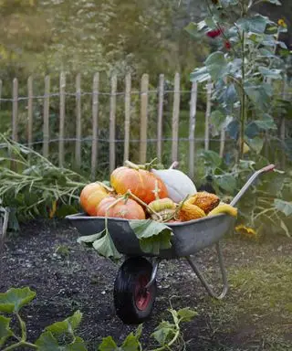 Cuándo arrancar una calabaza de la vid: consejos de expertos para obtener la fruta más madura
