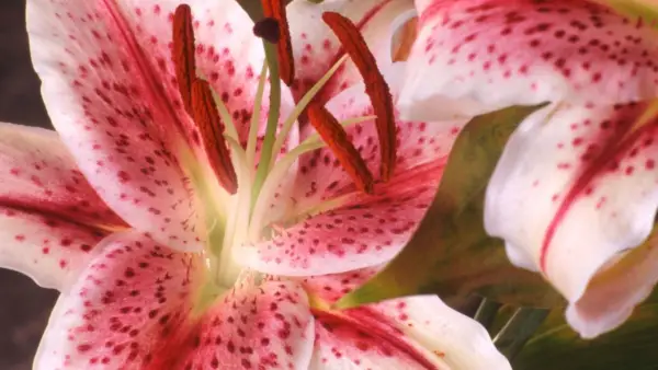 Når skal du plante liljeløk – for himmelske, duftende blomster