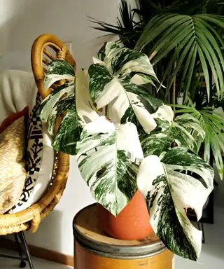 En hvid og grøn monstera stueplante i en krukke ved siden af ​​en rattanstol
